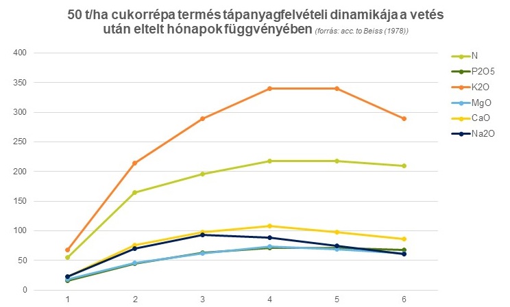 cukorrépa_ábra.jpg