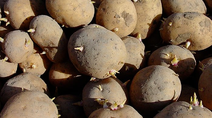 burgonya tények