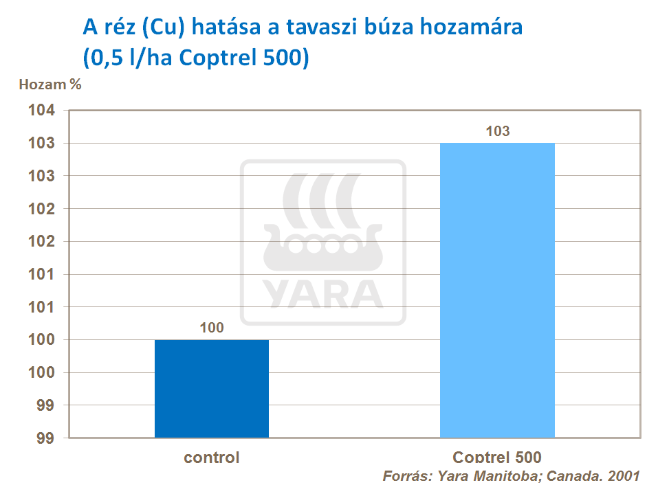 búza hozam