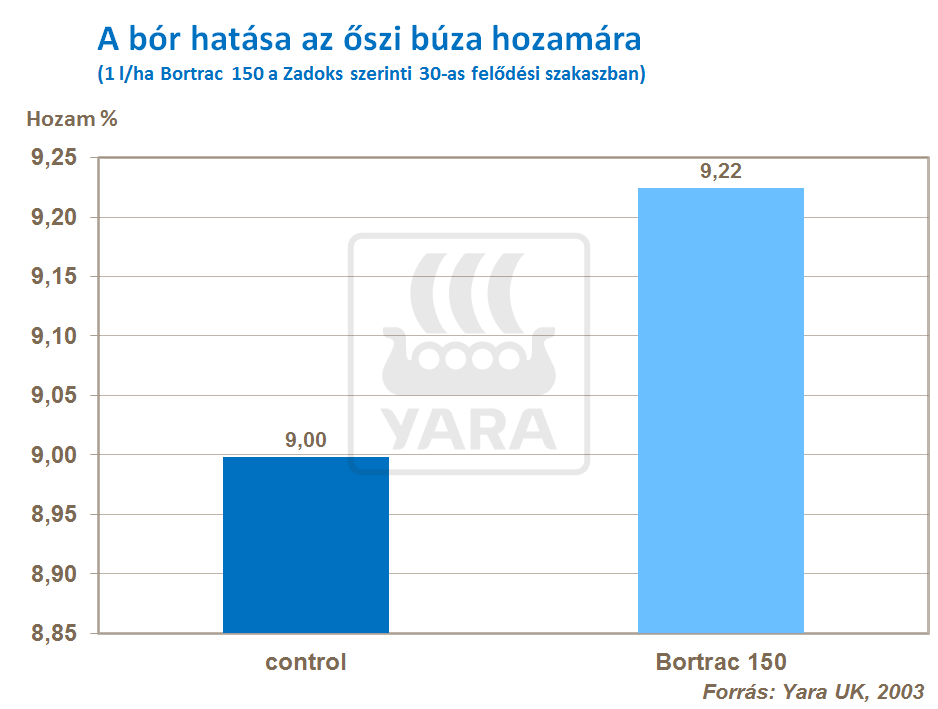 búza hozam