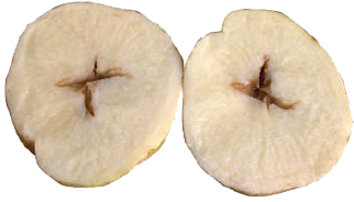 burgonya minősége