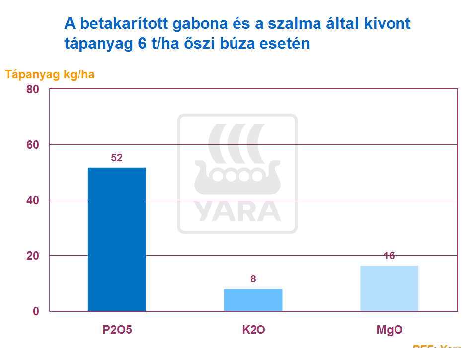 búza tények