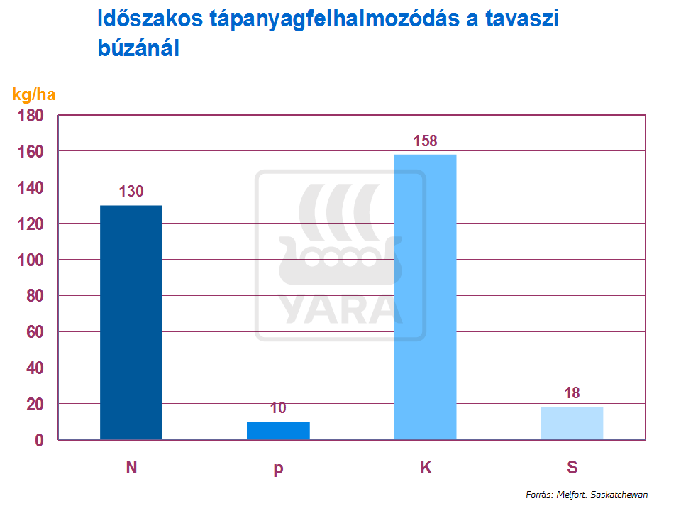búza tények