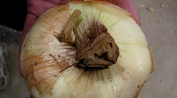 hagyma tények