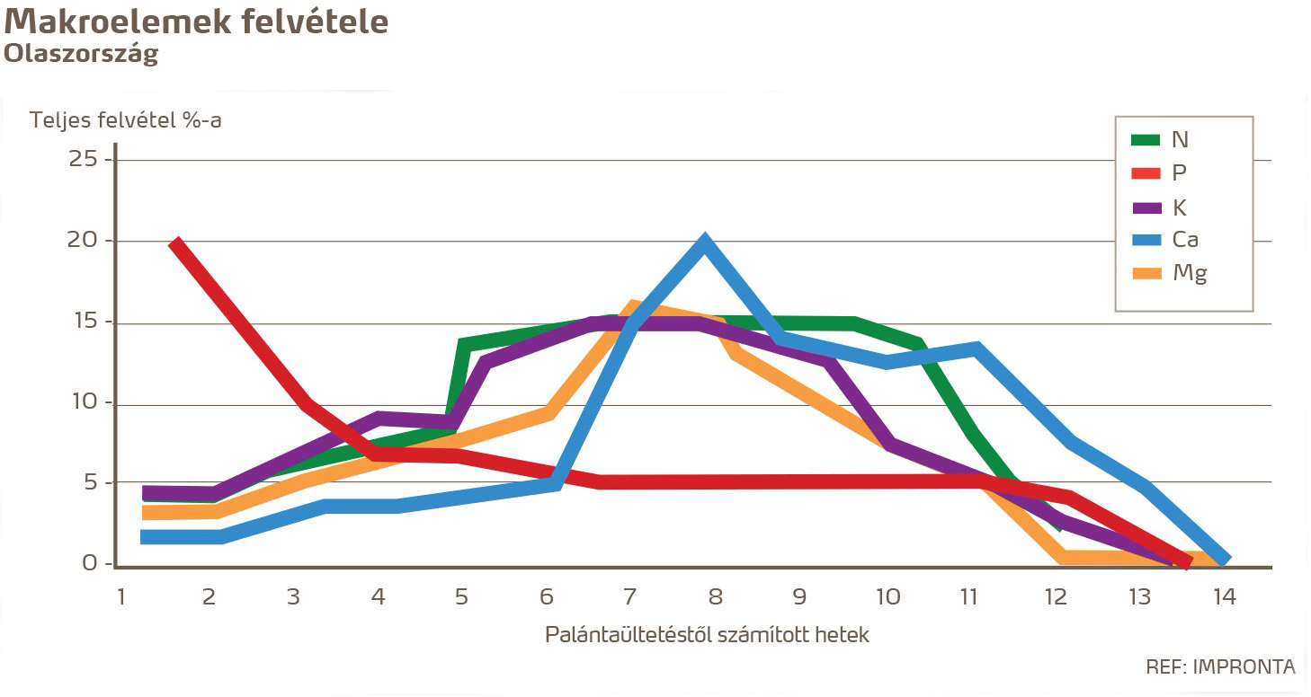 paradicsom tények