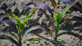 kukorica egészsége