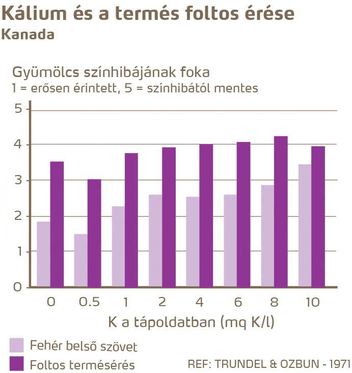 paradicsom egészség