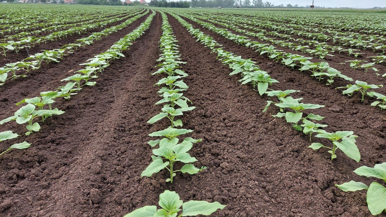 YaraVita Brassitrel Pro