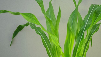 kukorica egészsége