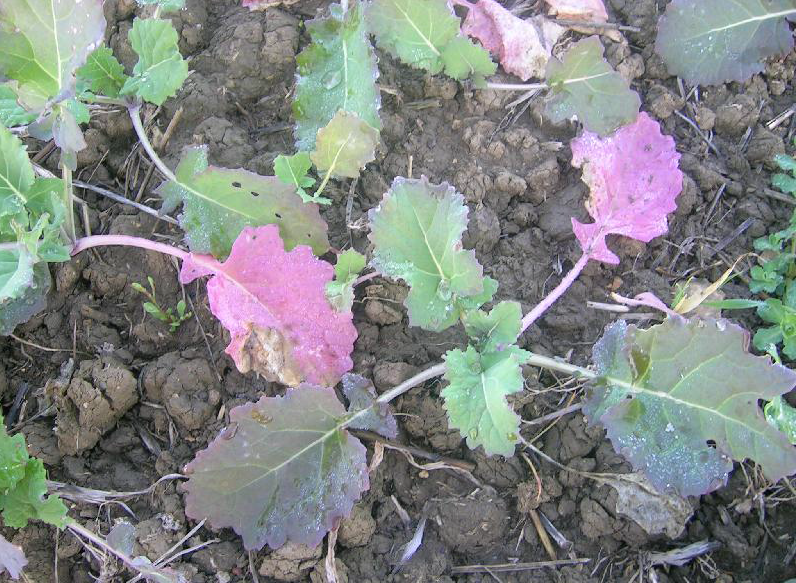 nitrogén hiánytünet