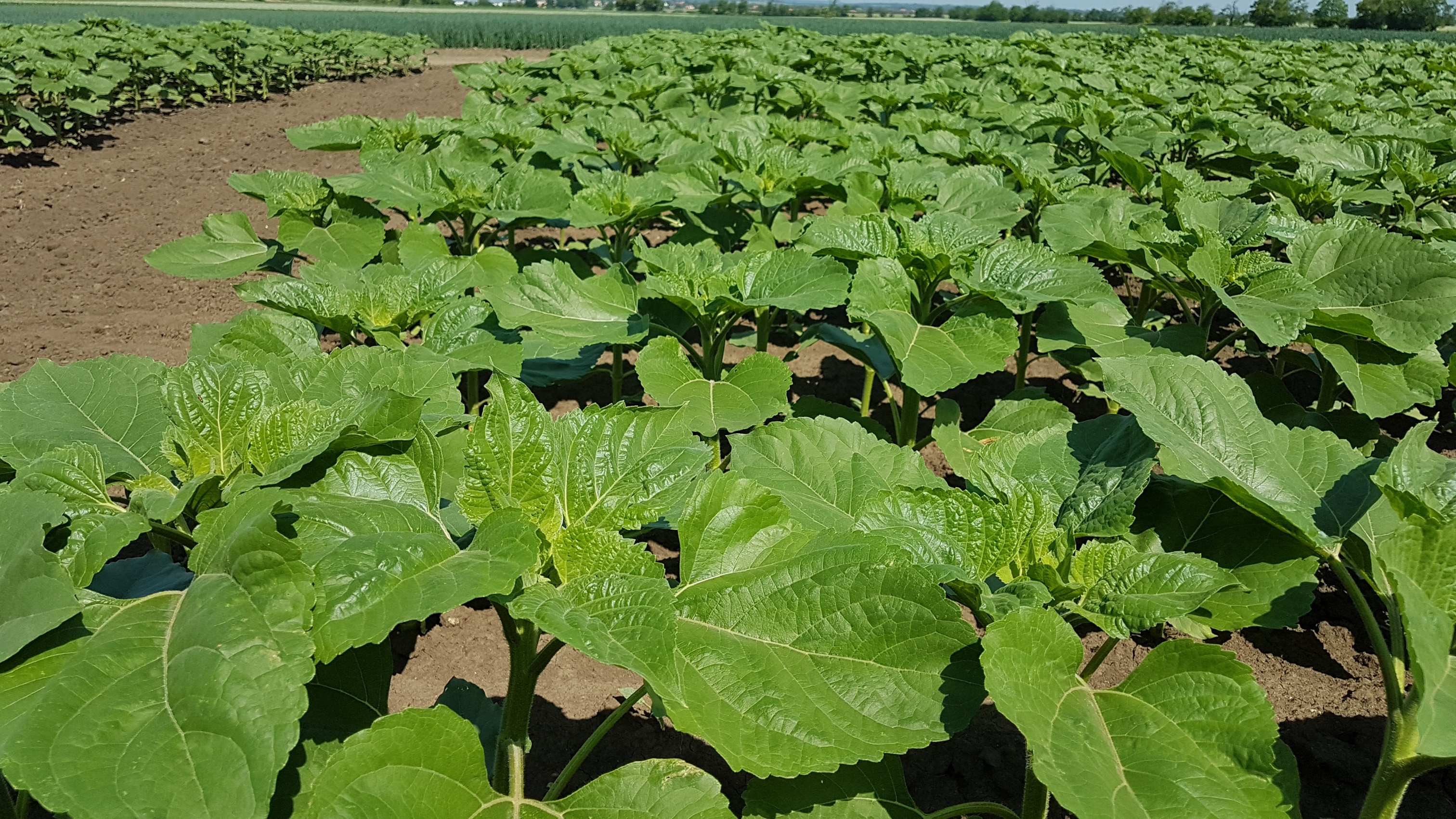 napraforgó_Martonvásár - Copy.jpg