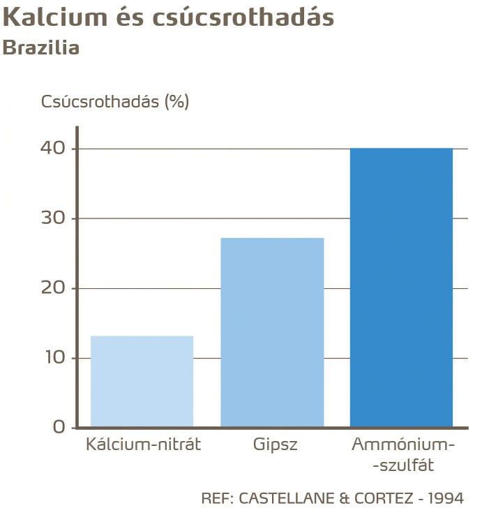 paradicsom egészség