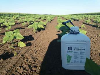 Napraforgó_Jászföldön (2).jpg