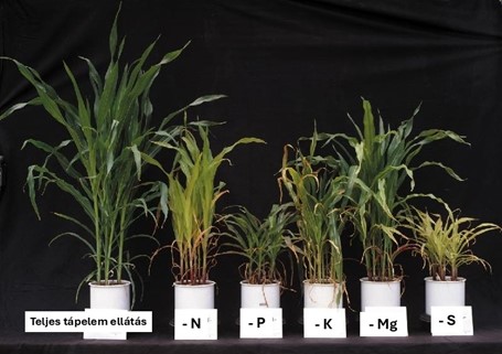 kukorica tápelemhiányok