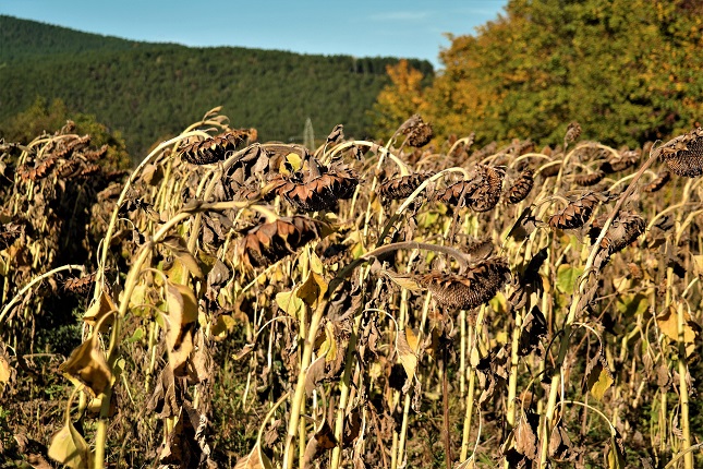 sunflower harvest