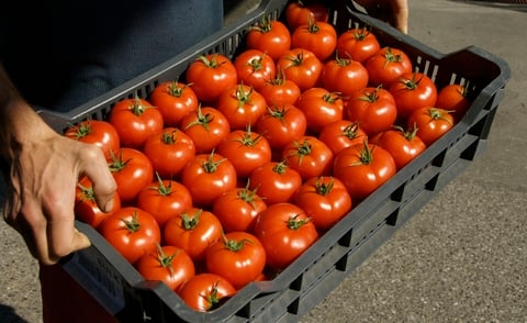 paradicsom minőség