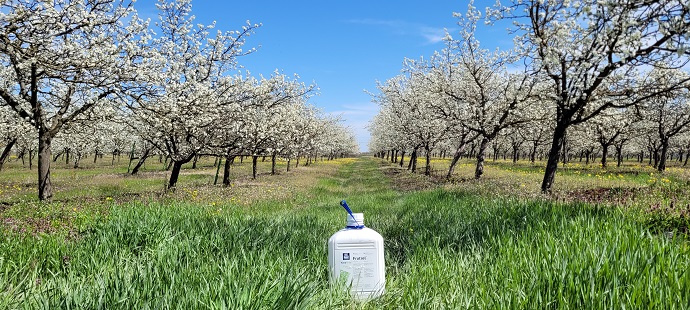 szilva teljes vir&aacute;gz&aacute;sban.jpg