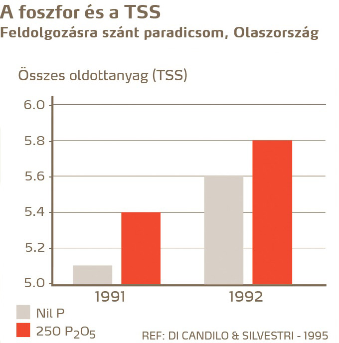 paradicsom minőség
