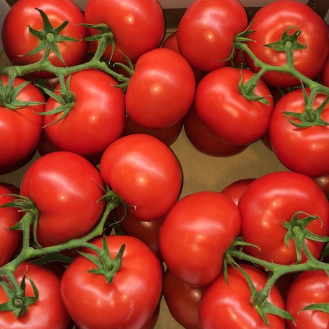 paradicsom prospektus