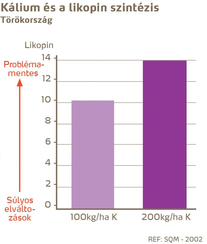 paradicsom minőség