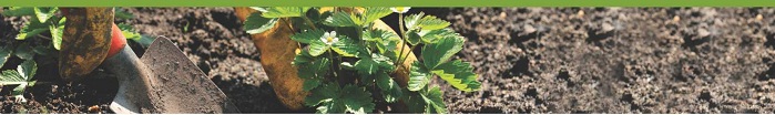 organic farming nagy