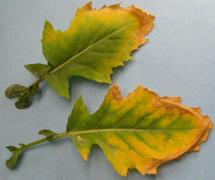 kálium hiánytünet