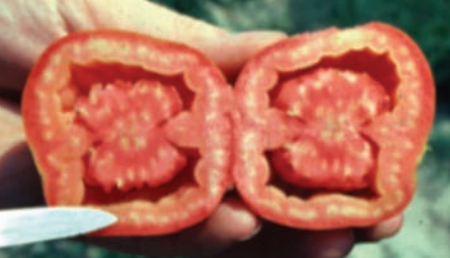 paradicsom egészség