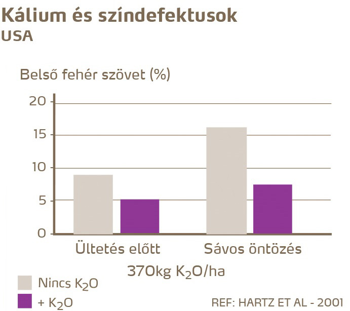 paradicsom minőség