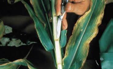 kukorica egészsége