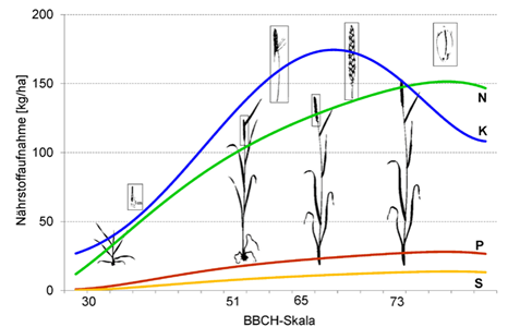 Őszi búza tápanyagfelvételi dinamikája