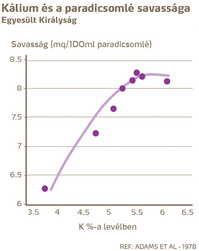paradicsom minőség
