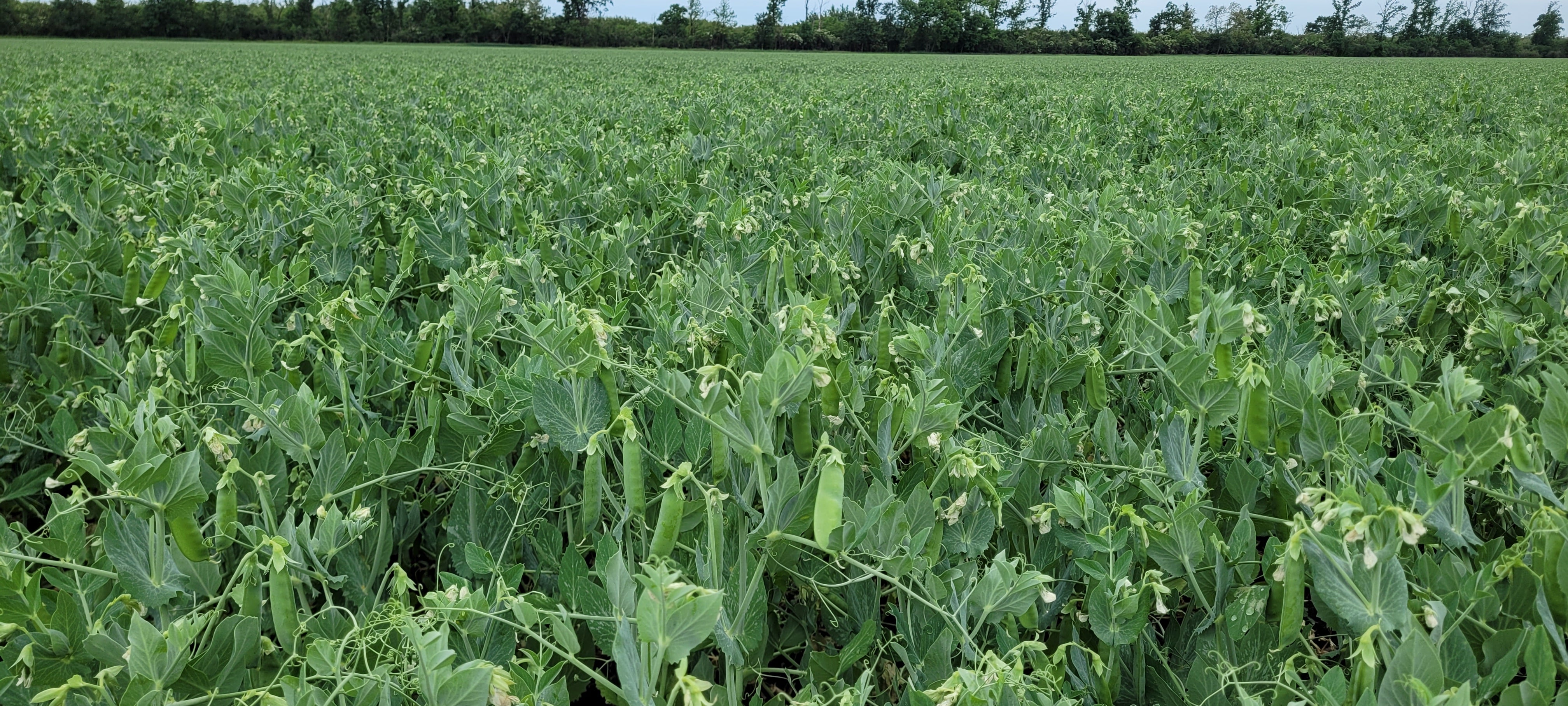 pea