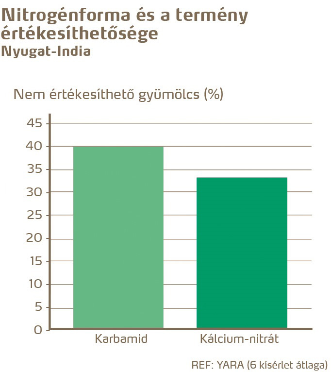 paradicsom minőség